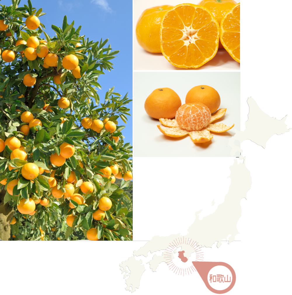 新潟青果市場「愛菜園倶楽部」|和歌山県 有田地区産 有田みかん 新潟青果市場「愛菜園倶楽部」|和歌山県 有田地区産 有田みかん