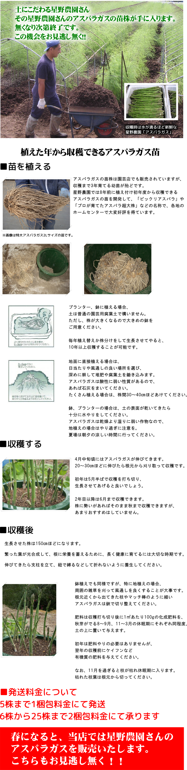 産地直送 家庭菜園に挑戦 誰でも作れる 星野農園の大株アスパラガスの苗 11月中旬より出荷開始