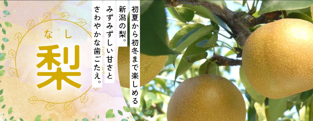 梨