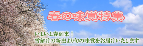 新潟県産　春の味覚