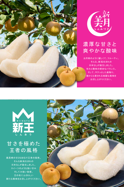 新品種限定入荷！】新潟県産 日本梨 新美月 新王 秀品5kg ※9月中旬出荷開始予定