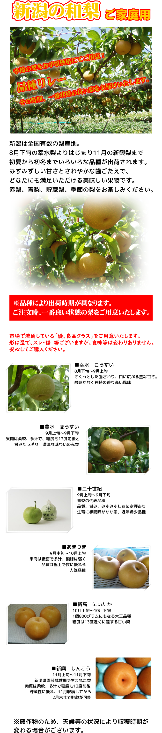 新潟県産 季節の梨 ご家庭用5kg スレ・傷あり ※品種リレー（幸水、豊水、二十世紀、あきづき、新高、新興）9月上旬より出荷開始