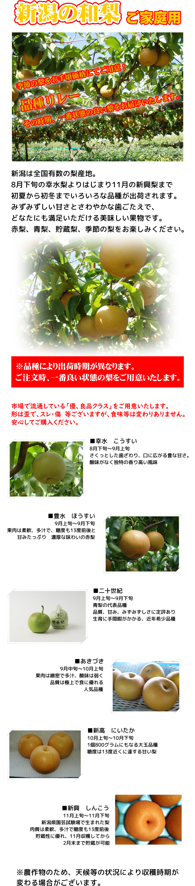 新潟県産 季節の梨 ご家庭用5kg スレ 傷あり 品種リレー 幸水 豊水 二十世紀 あきづき 新高 新興