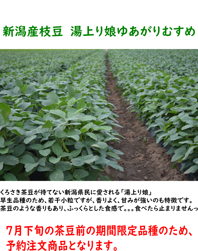 予約販売品 新潟県産 黒埼枝豆 湯上り娘 ゆあがり娘 7月日頃出荷開始
