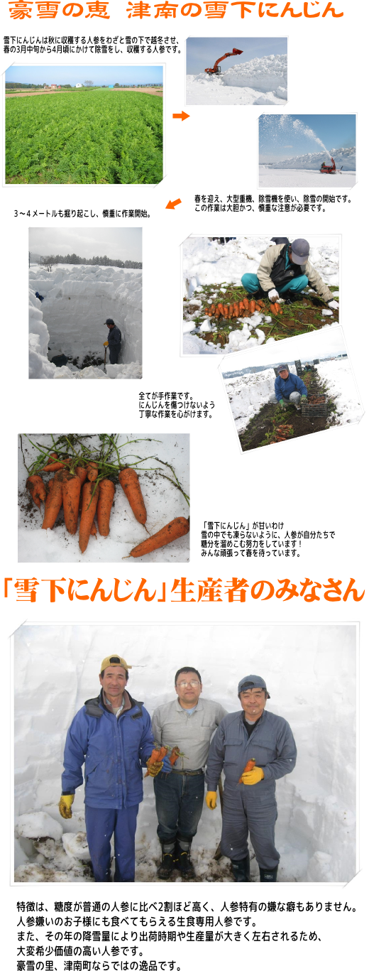 期間限定の春野菜 新潟県魚沼津南町産 雪下にんじん 5パック 3月22日頃より出荷予定